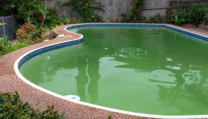 Pool Algae