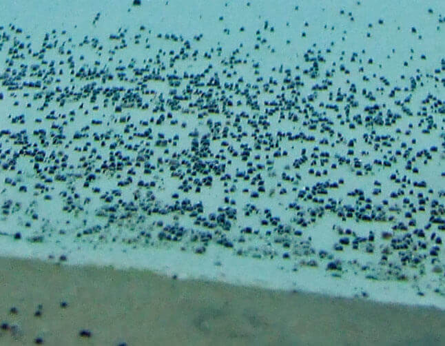 Black algae in your pool